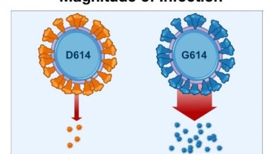 Il Coronavirus è mutato: ne circola una versione  più contagiosa