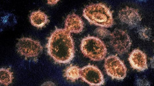 Il coronavirus si diffonde rapidamente nel corpo e può rimanere negli organi per mesi